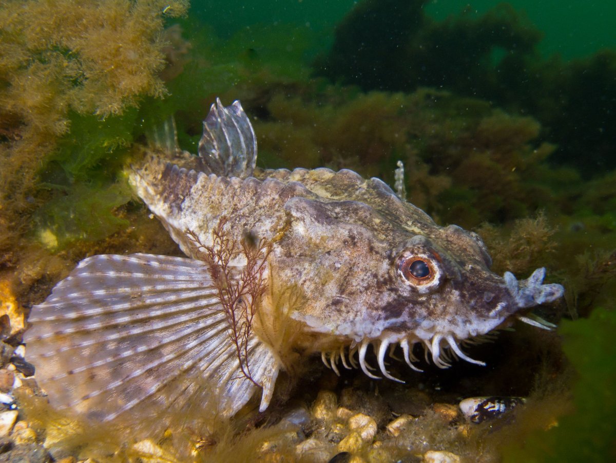 Анциструс (сомик)