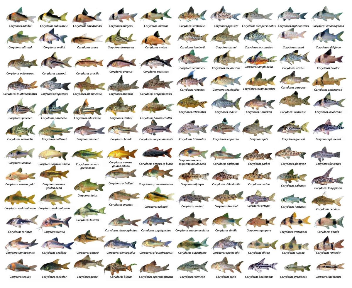 Анциструс (сомик)