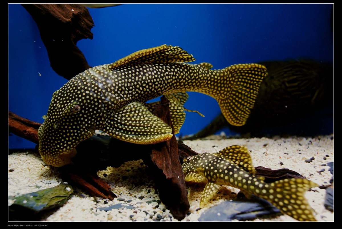 L-028(Hypancistrus SP.)