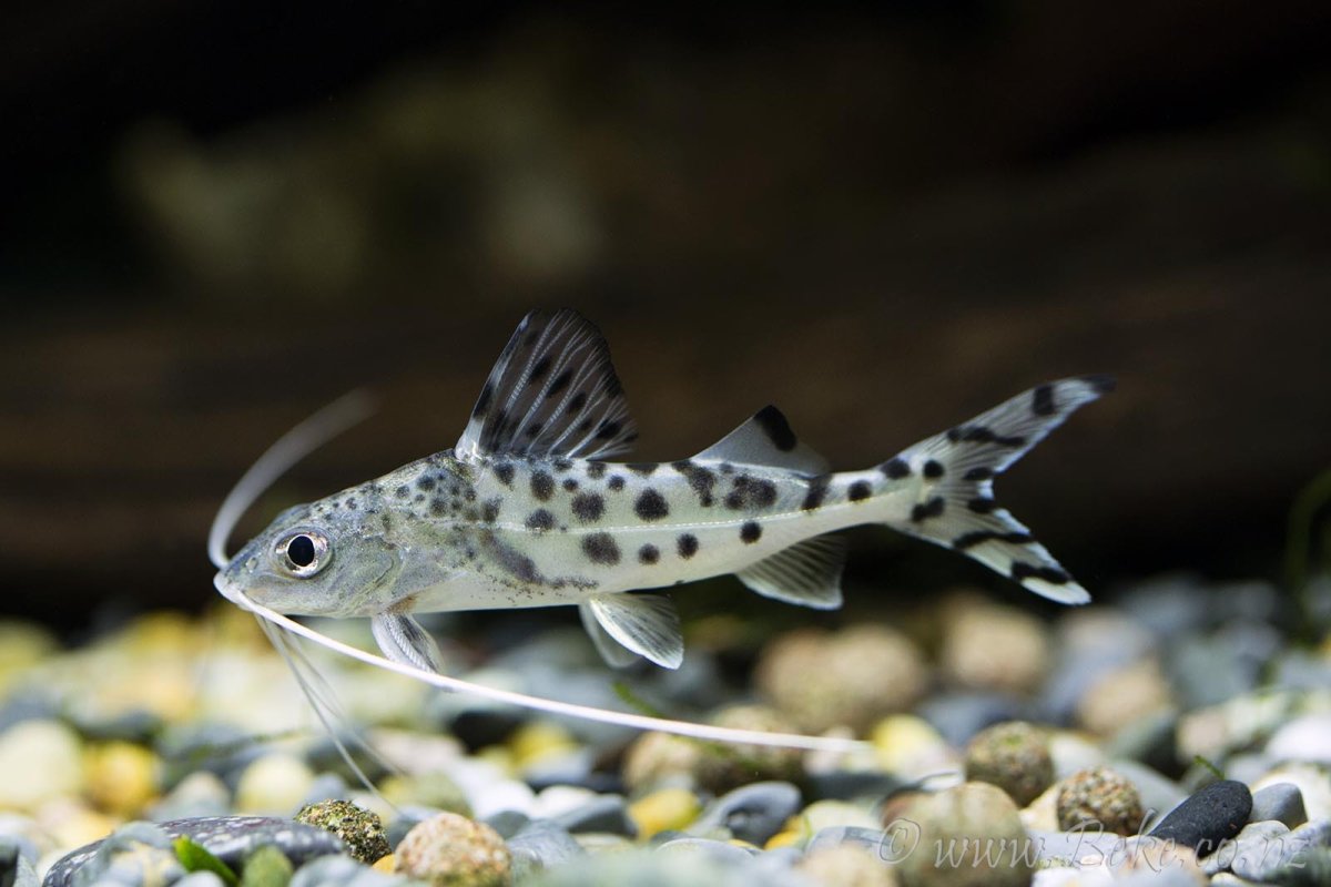 Детеныш сома