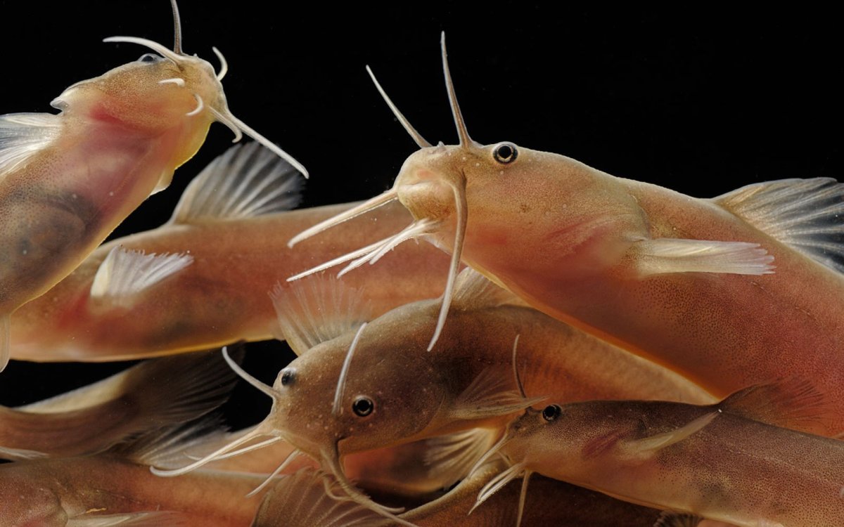 Номерные сомы l201