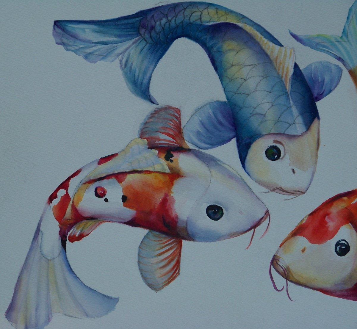 Анциструс крапчатый