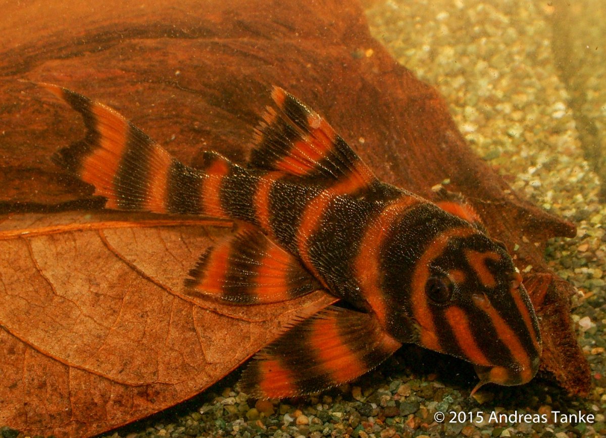 Сомик Пимелодус