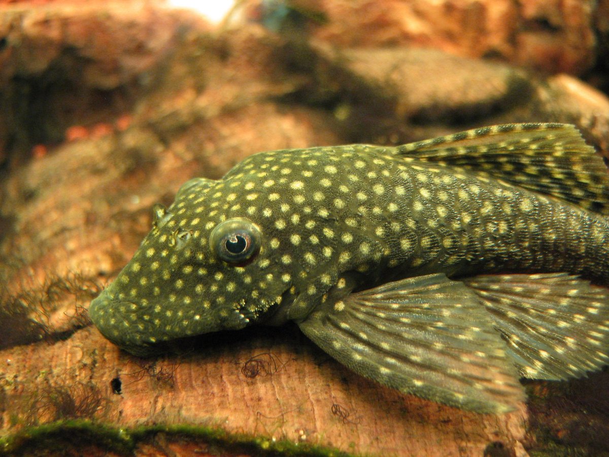 Боция Панда Протомизон Зебра