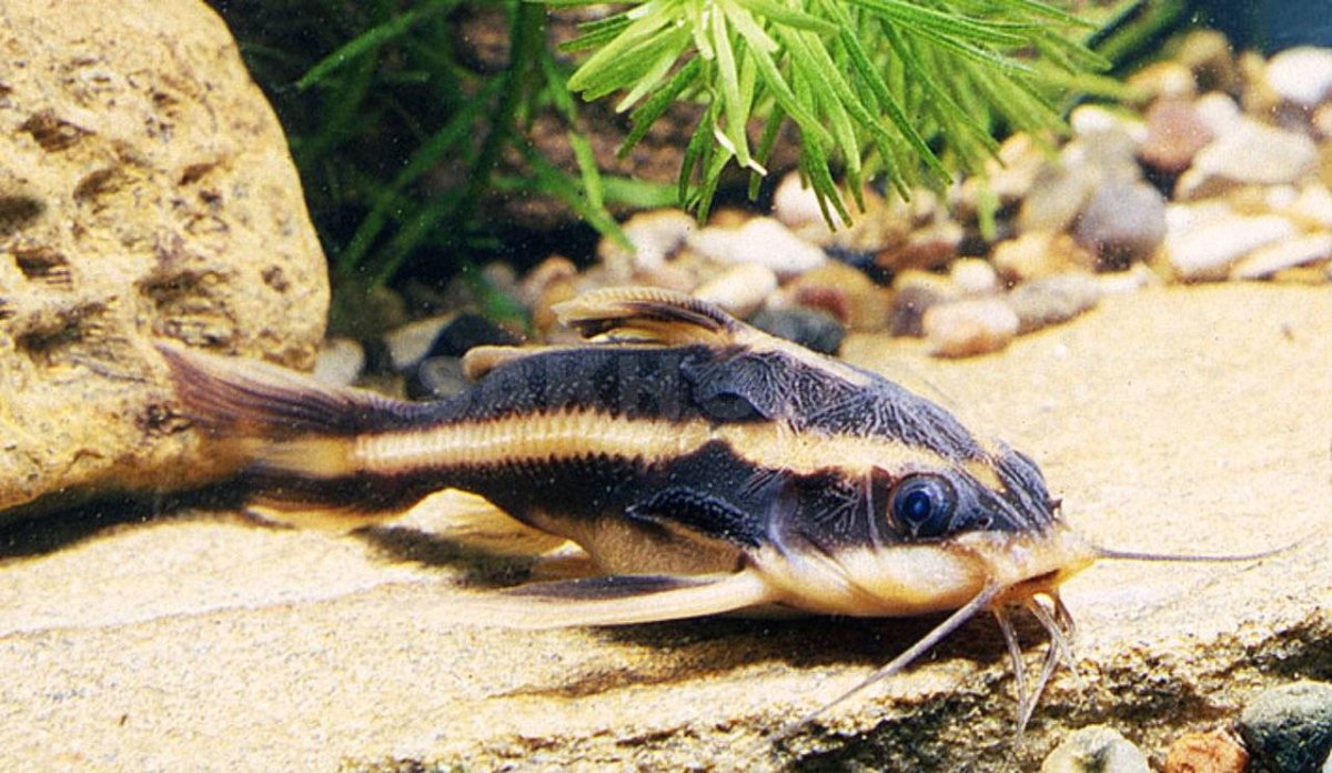 Карп кои и Золотая рыбка