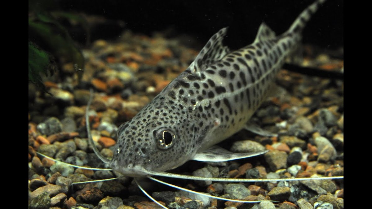 Черноморская рыбка собачка