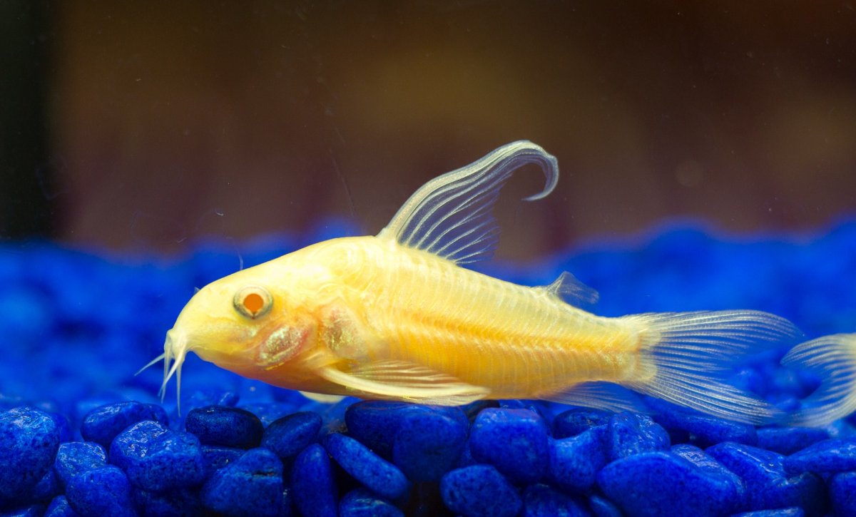 Сомик агамикс звездчатый