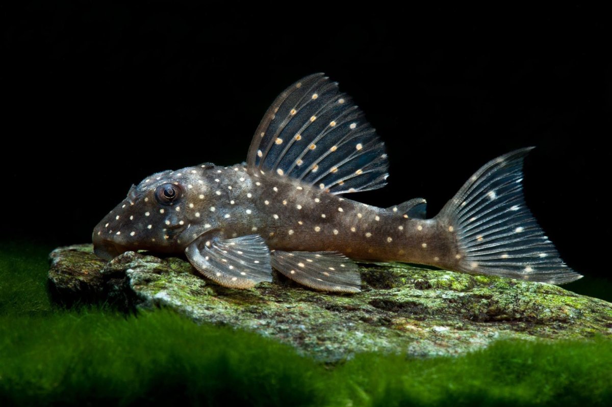 Амурская рыба сом