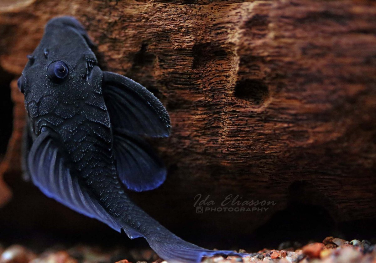 Сом-коряжка (банджо)