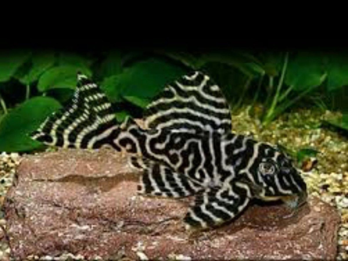 Лорикариевые кольчужные сомы