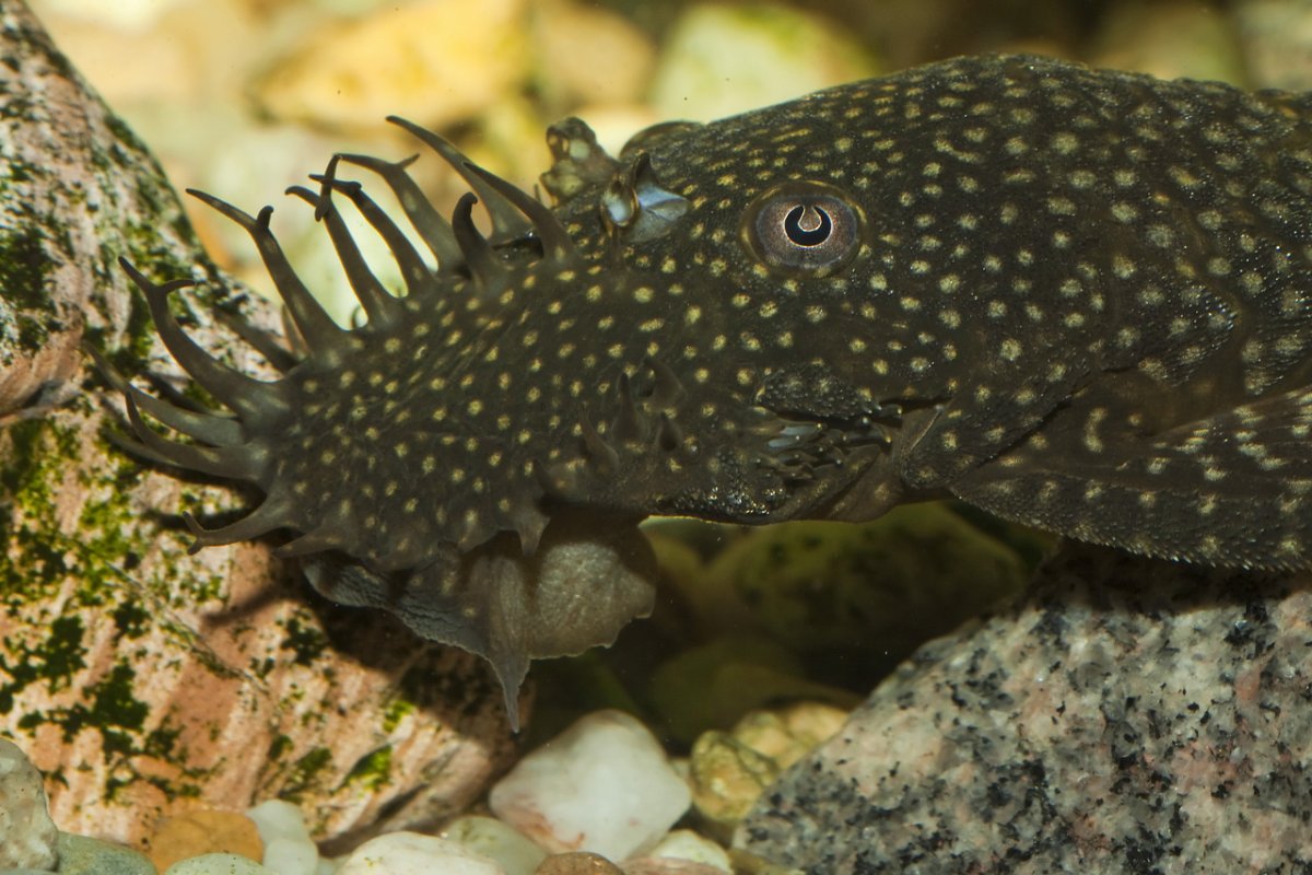 Клариевый сом рисунок