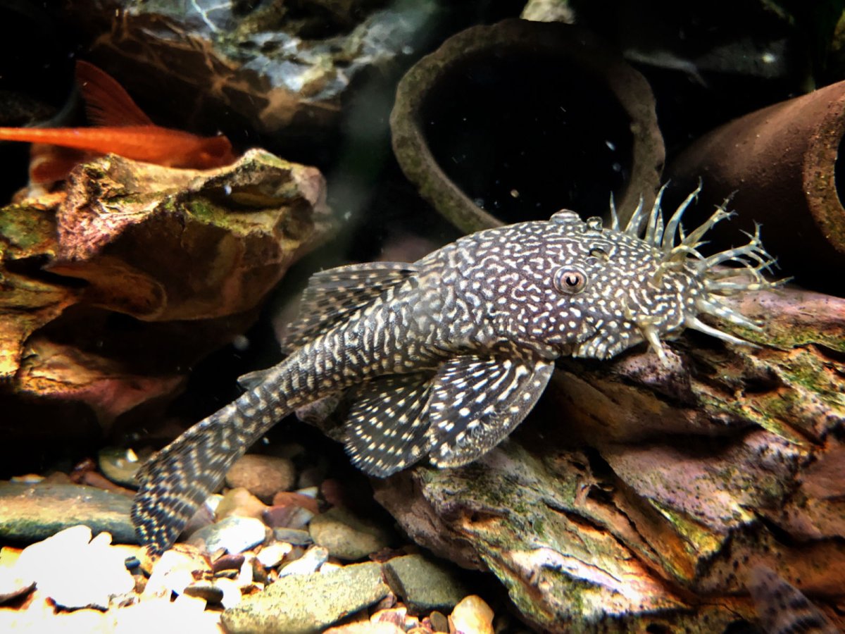 Коридорас золотой альбинос