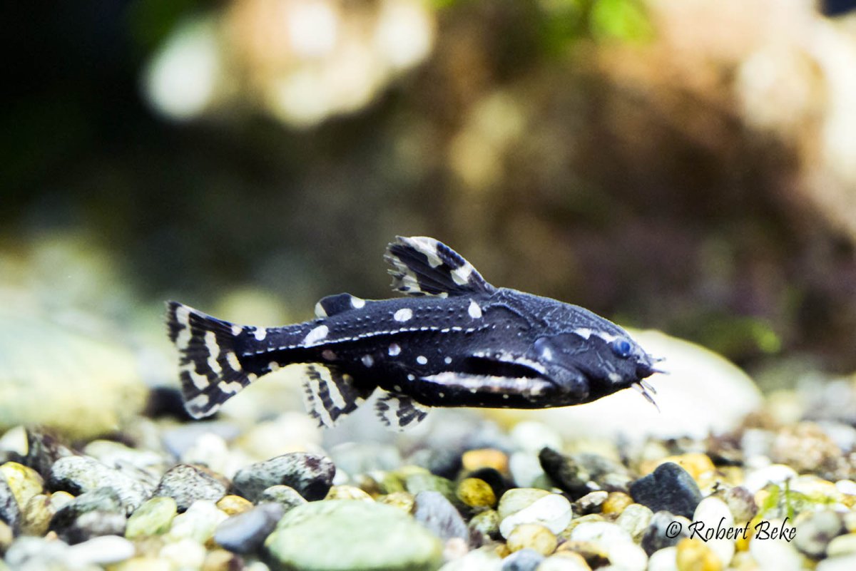 Японские рыбки Инь Янь