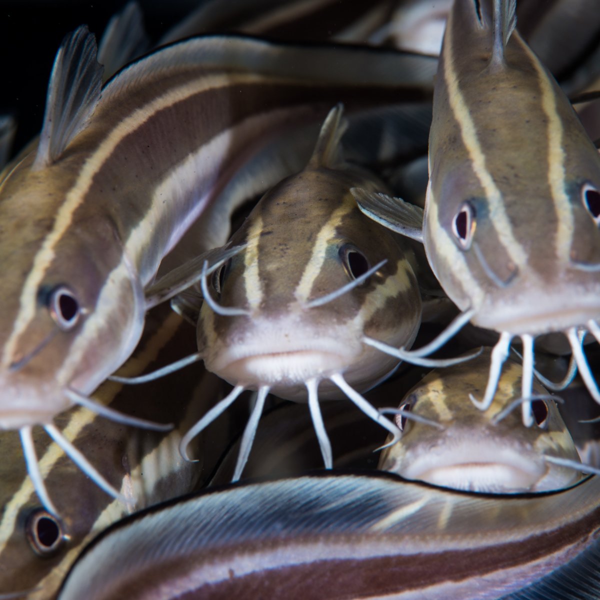 Сом анциструс на белом фоне