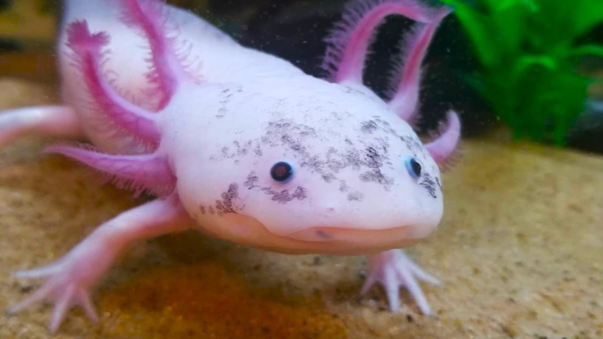 Аксолотль детёныш