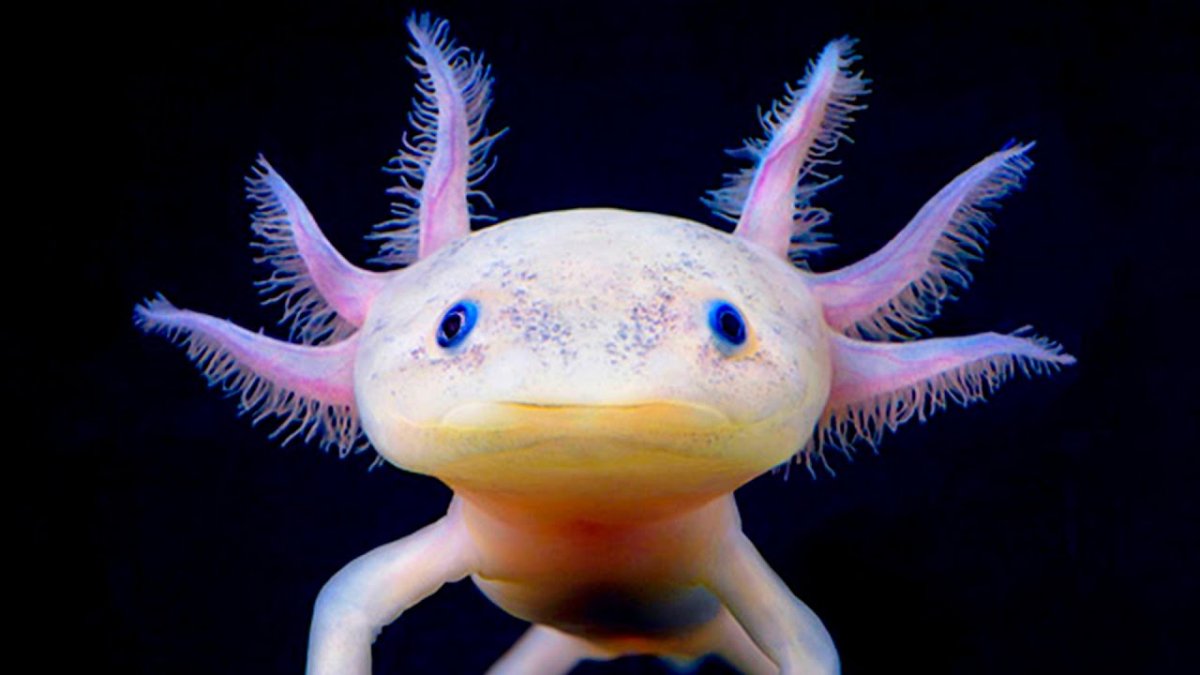 Аквариумная ящерица аксолотль