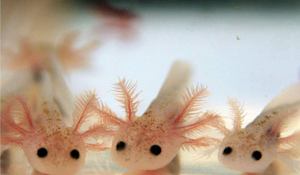 Аксолотль Лунтик