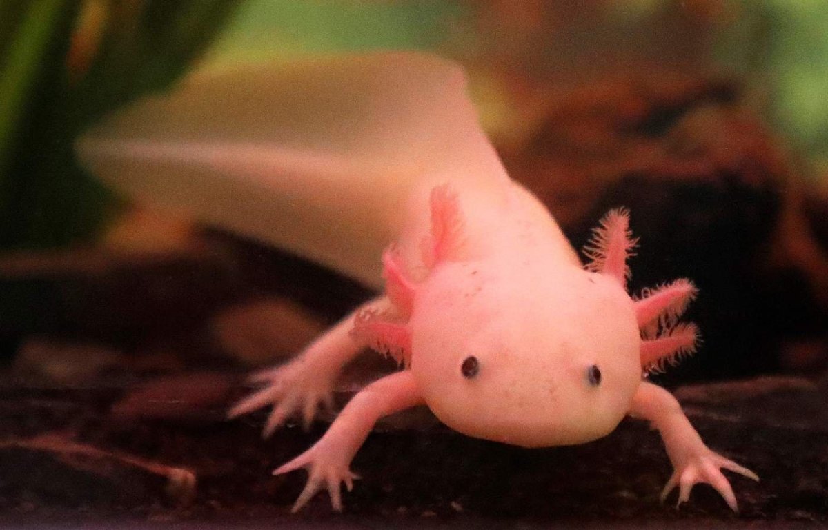 Блоптоп аксолотль