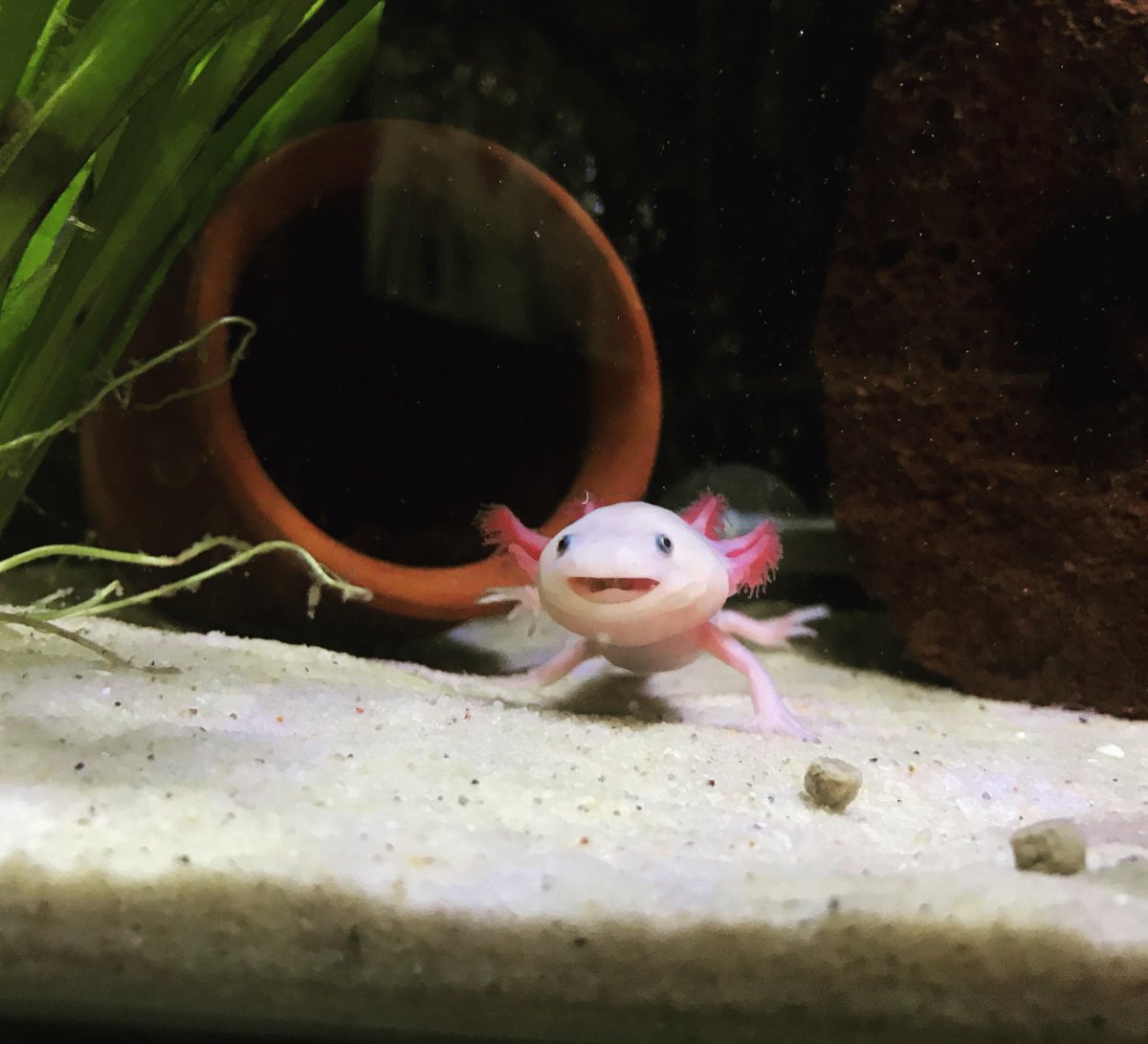 Аксолотль фото Гравити Фолз