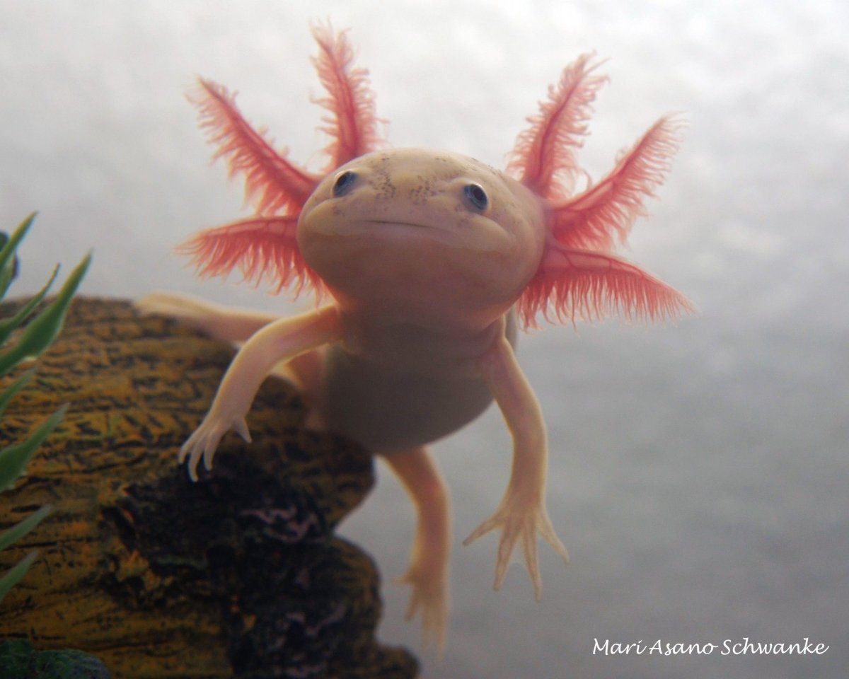 Рыба Лунтик аксолотль