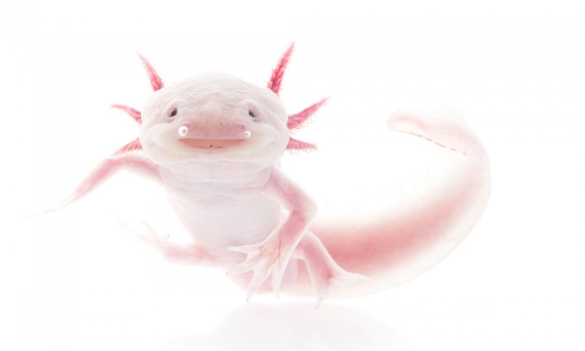 Мексиканская ходячая рыба аксолотль