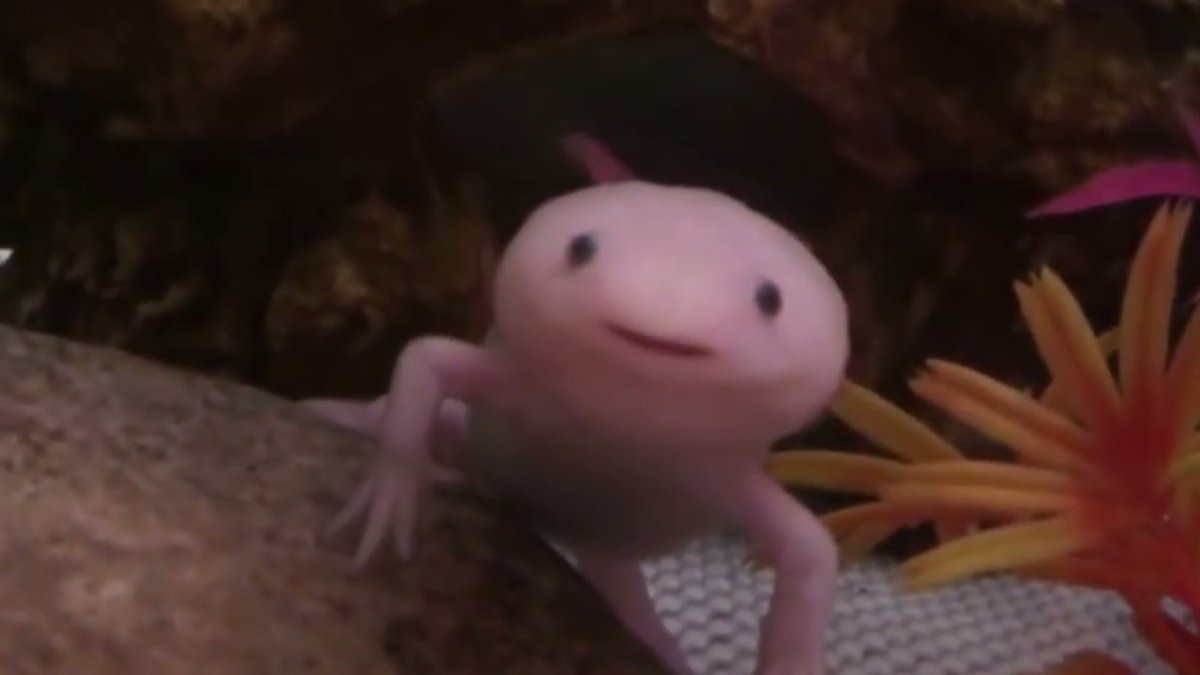 Аксолотль покемон