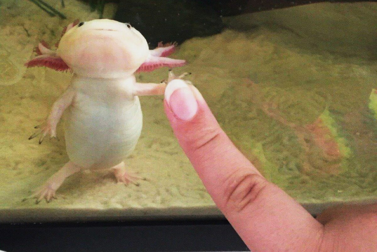 Мексиканская саламандра аксолотль