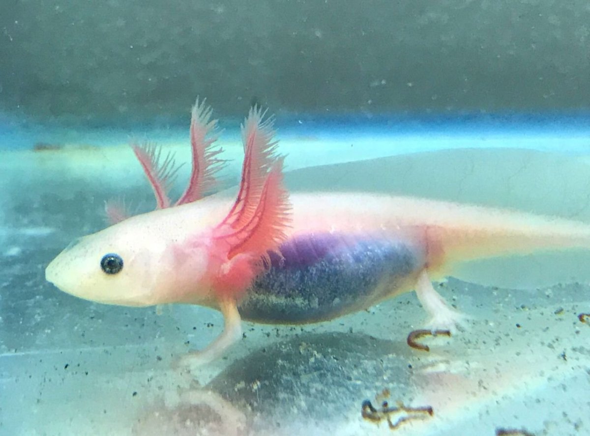 Тритон аквариумный аксолотль