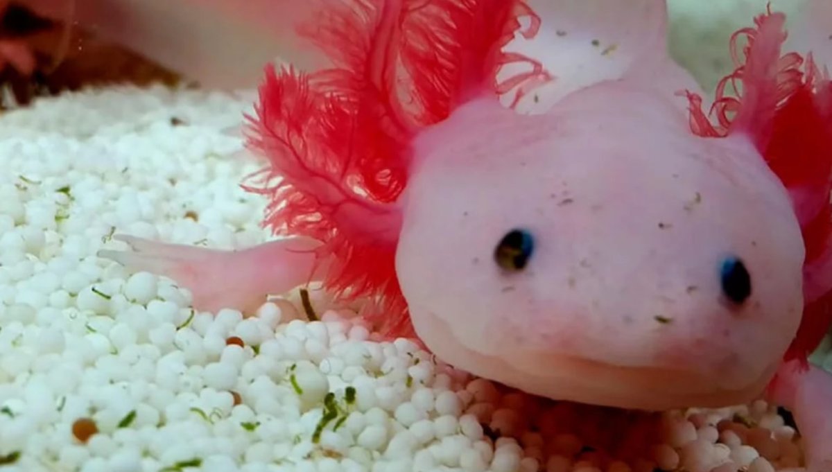 Аксолотль розовый