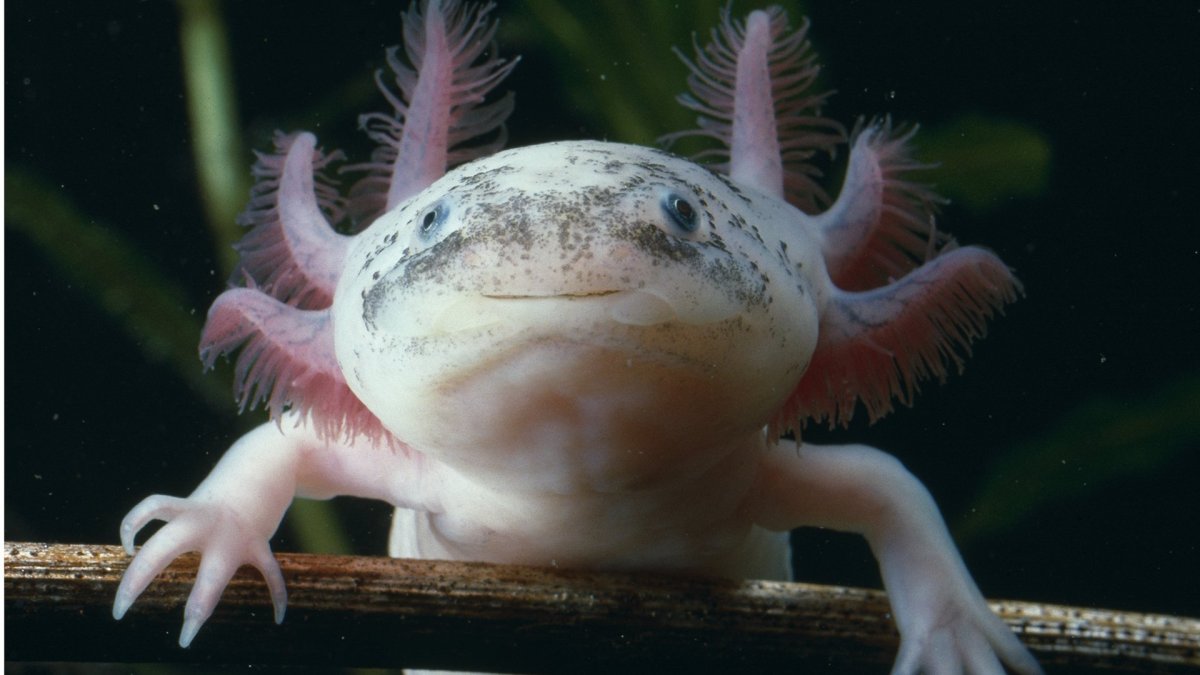 Амбистомовые аксолотль