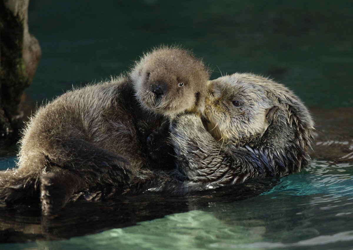 Морская выдра с детенышем