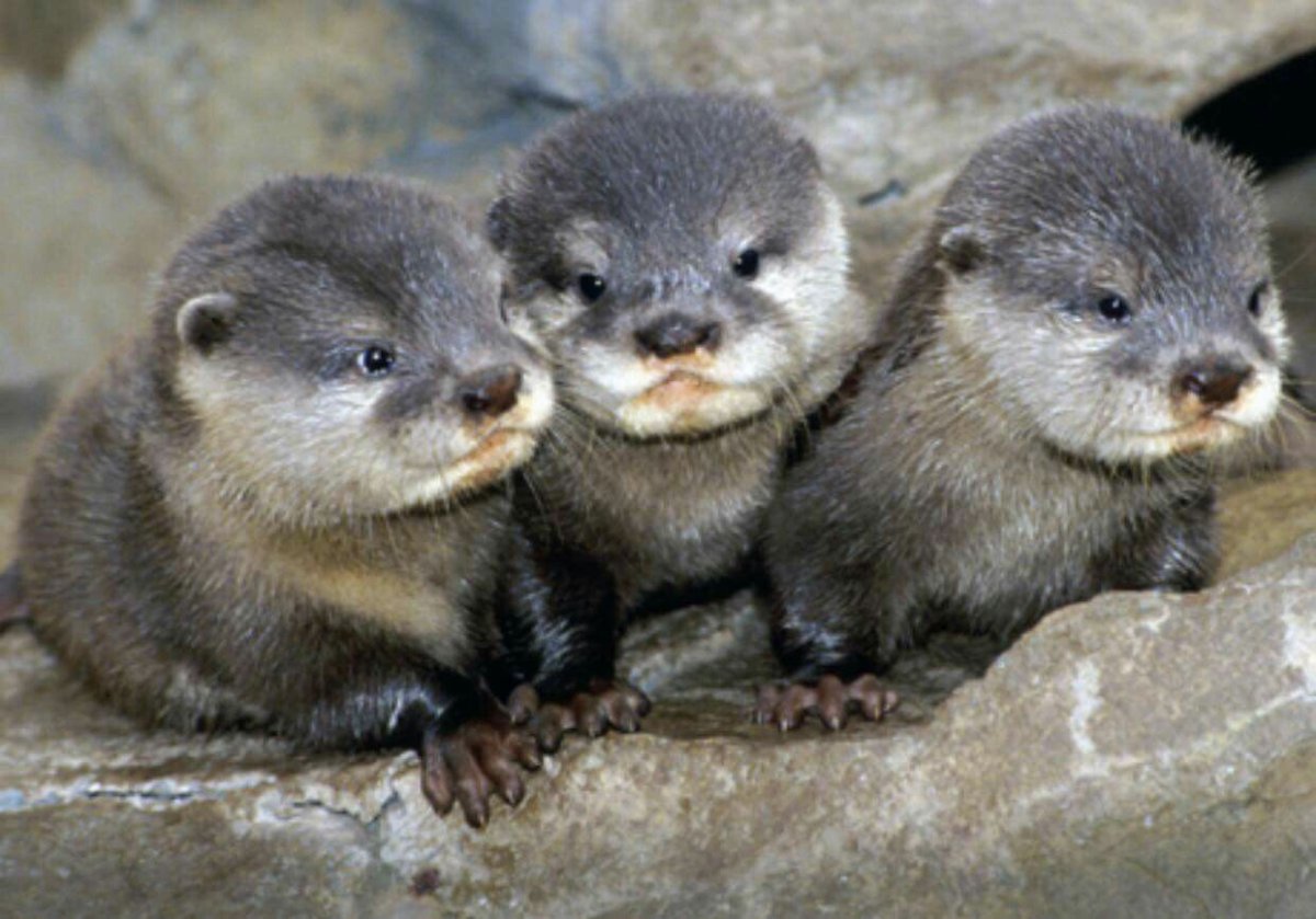 Выдра Речная маленькая