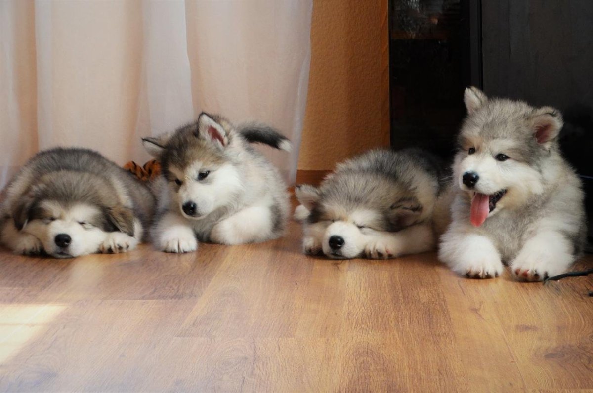 Аляскинский маламут питомник