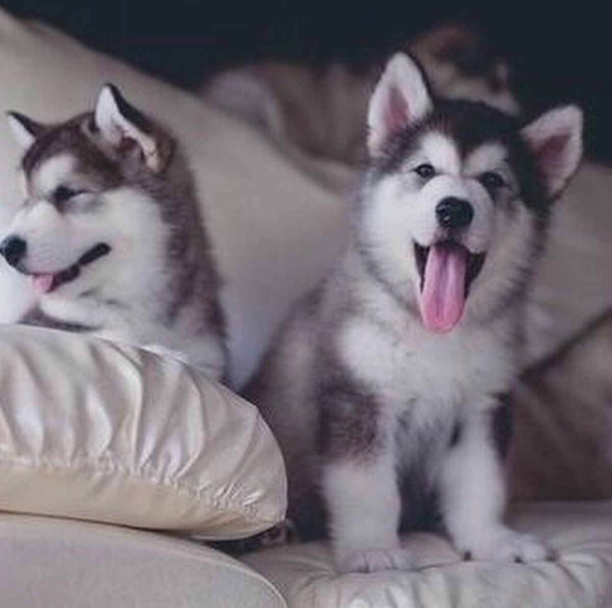 Маламут щенок