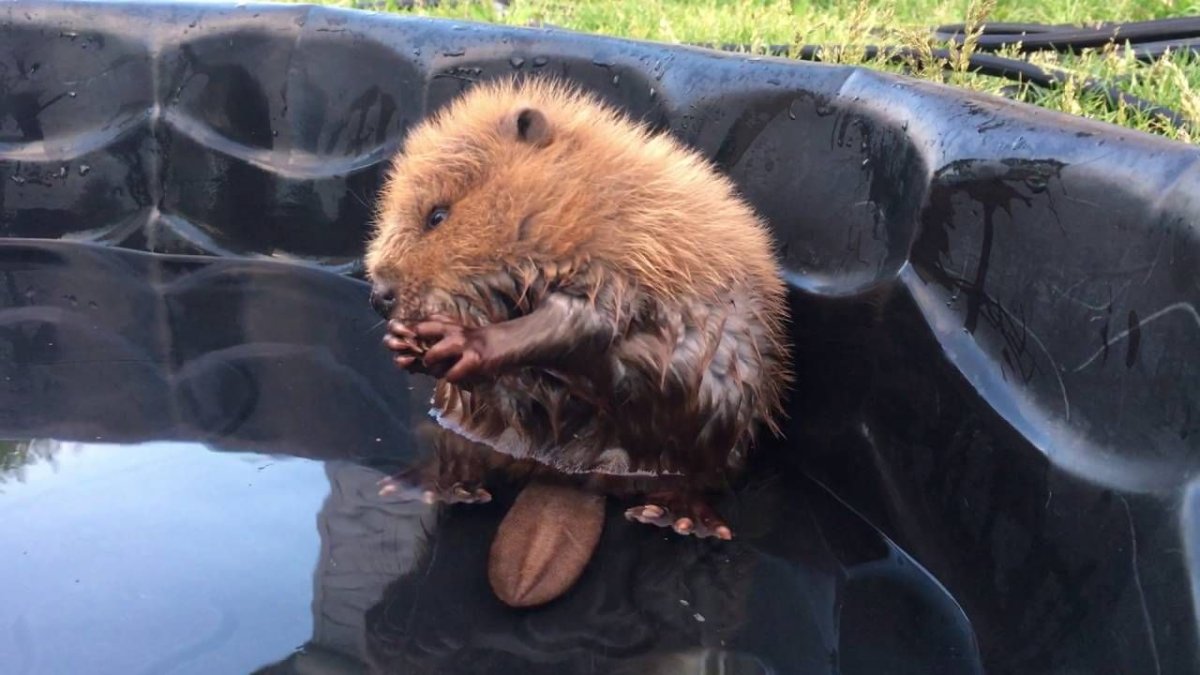 Бобер моется