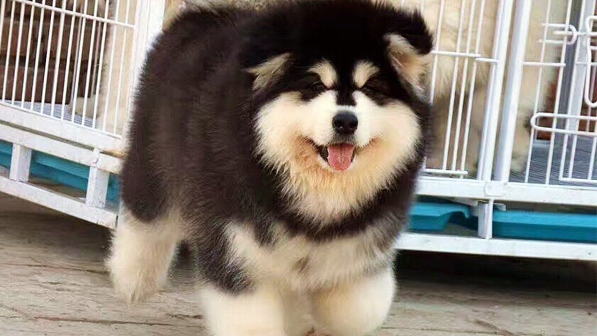 Аляскинский маламут щенок пушистый