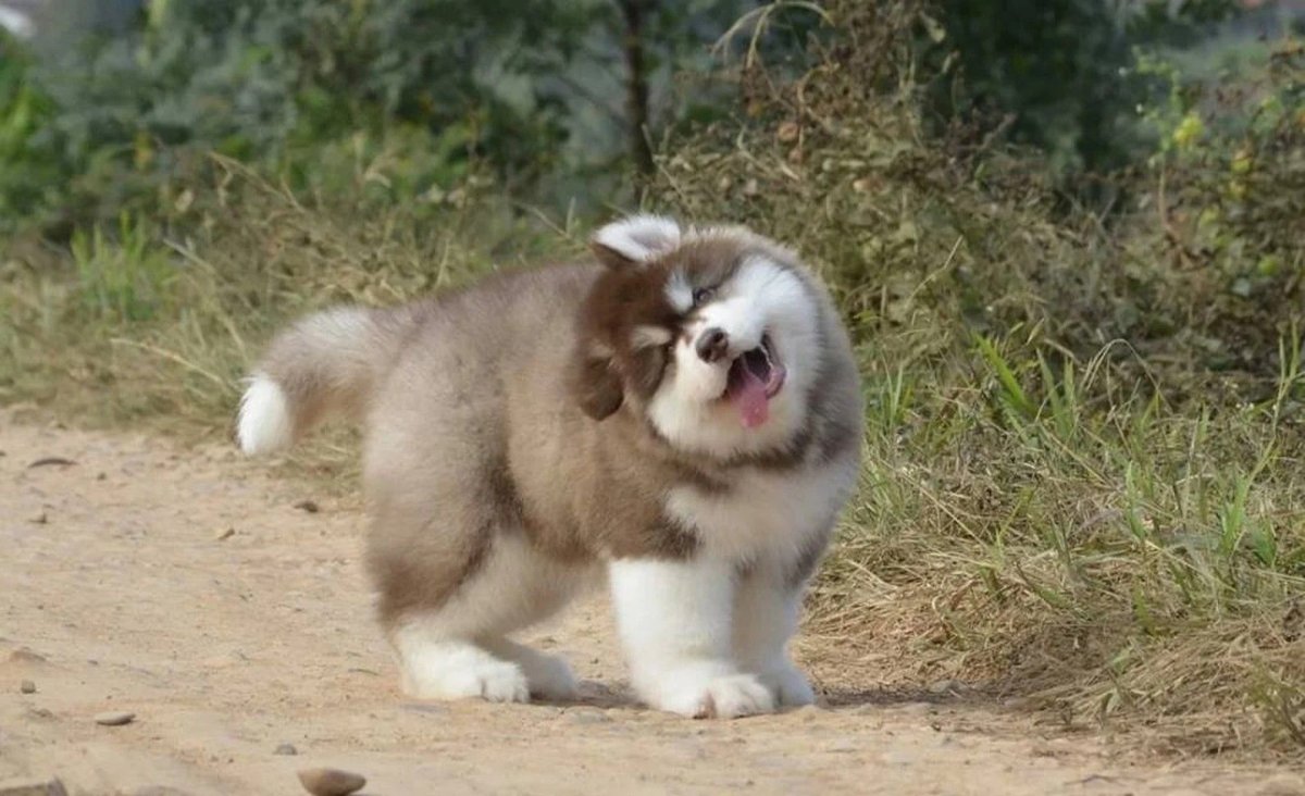 Щенок аляскинского маламута пушистый