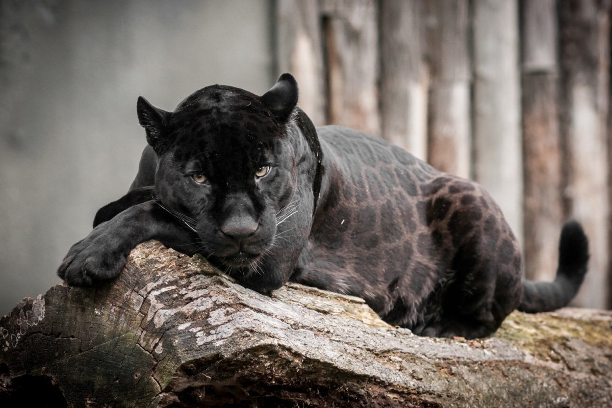 Маньчжурская пантера