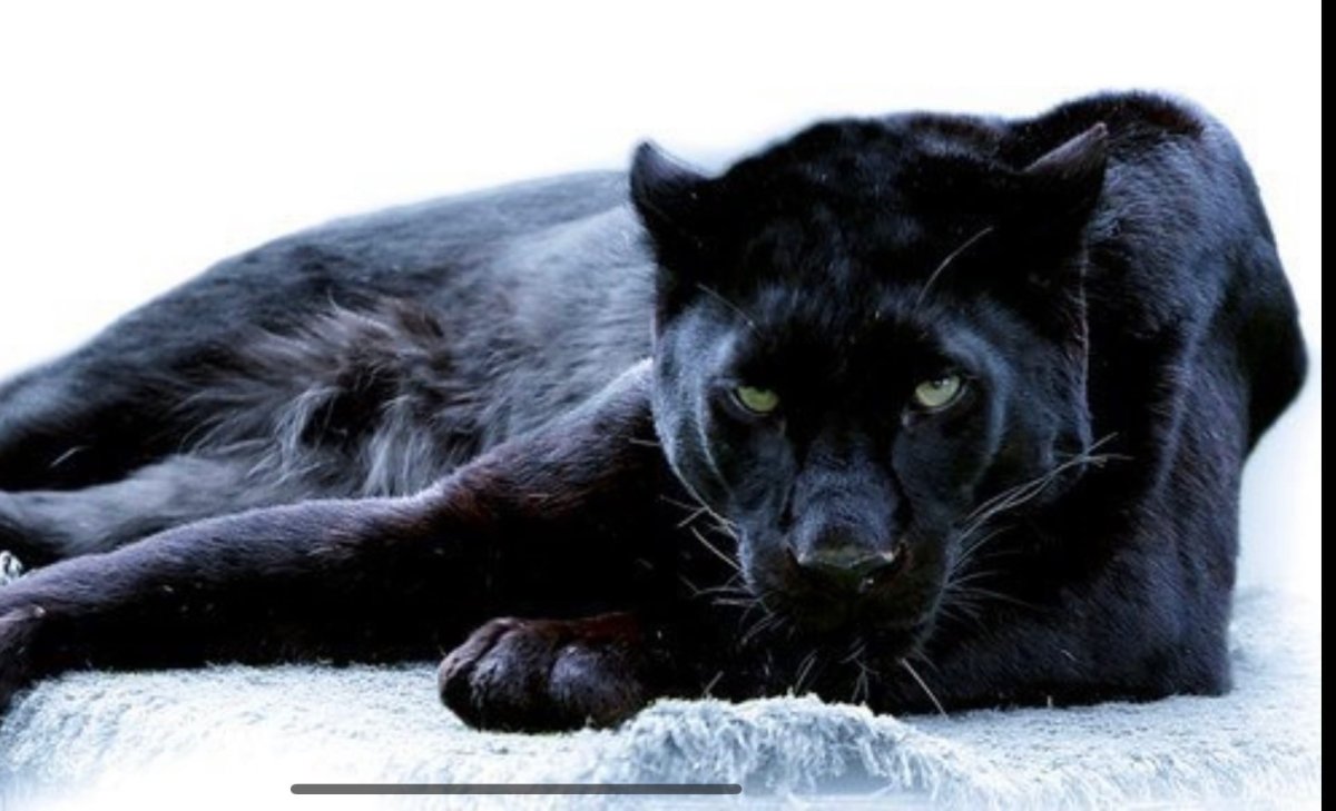 Пантера Багира