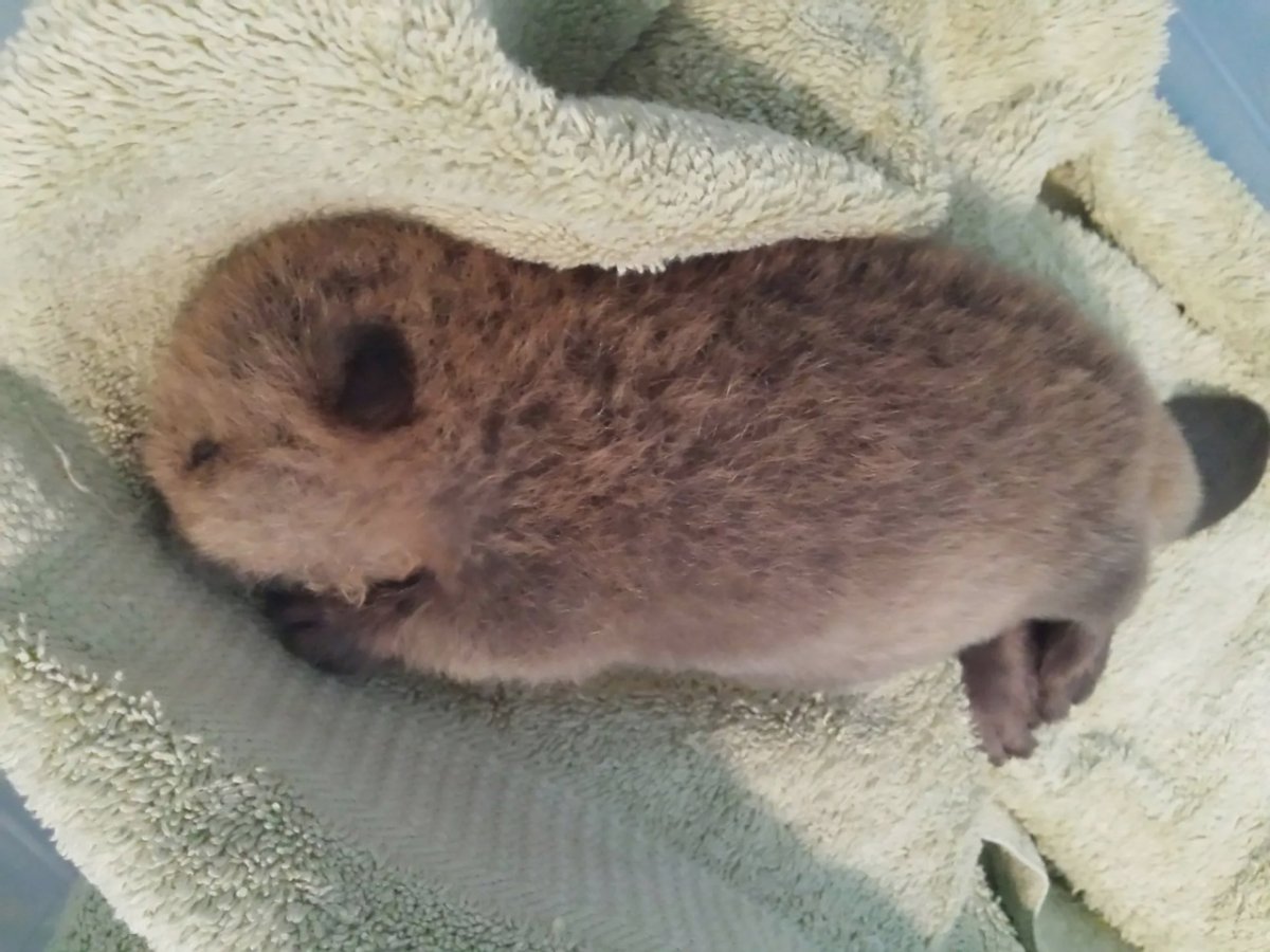 Бобер детеныш зубы