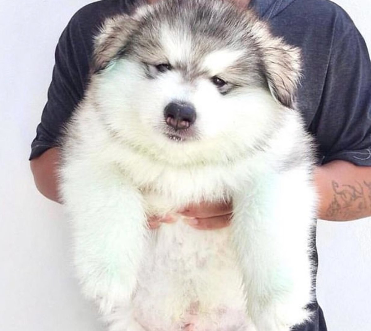 Смешные маламуты