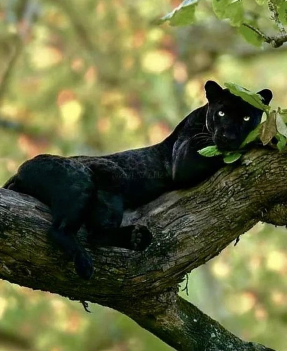 Черный леопард на дереве