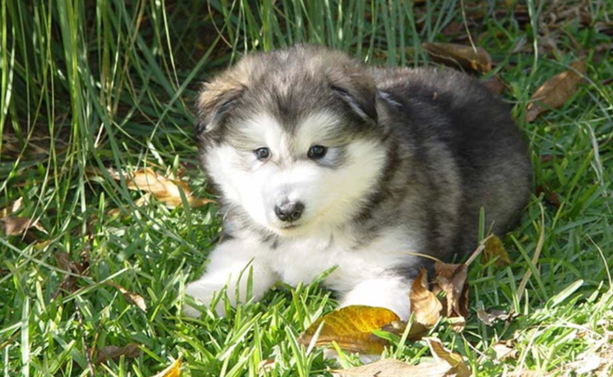 Маламут Паппи