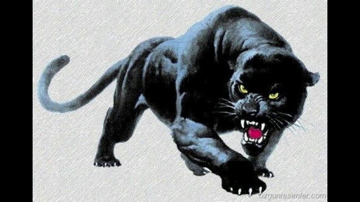 Пантера мышцы