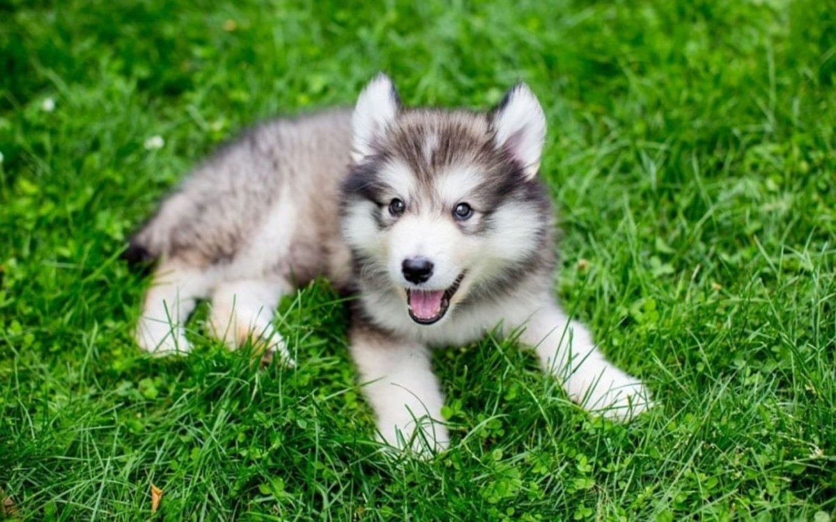 Щенок аляскинского маламута пушистый