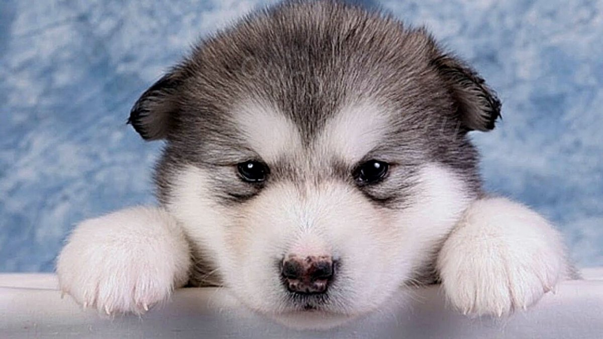Аляскинский маламут маленький