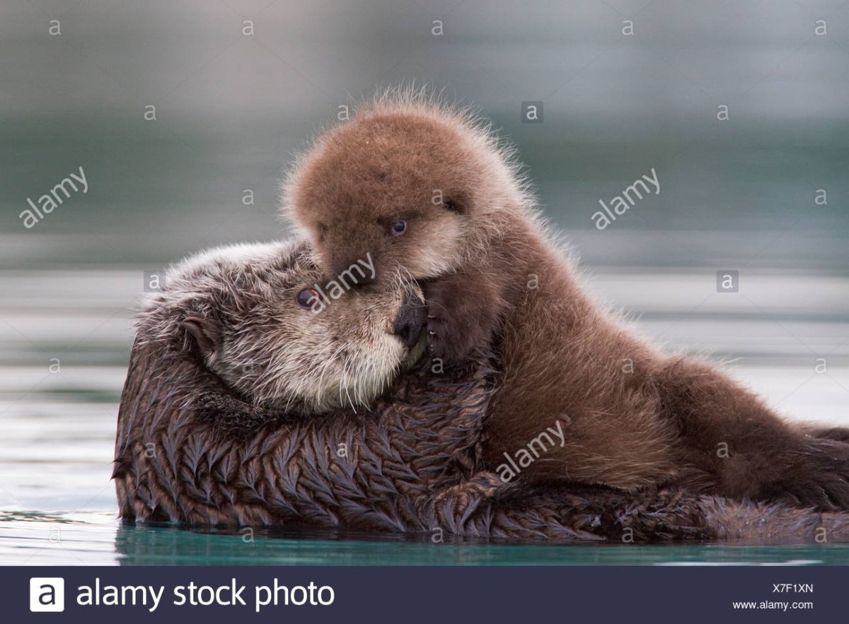 Северный калан с детенышем