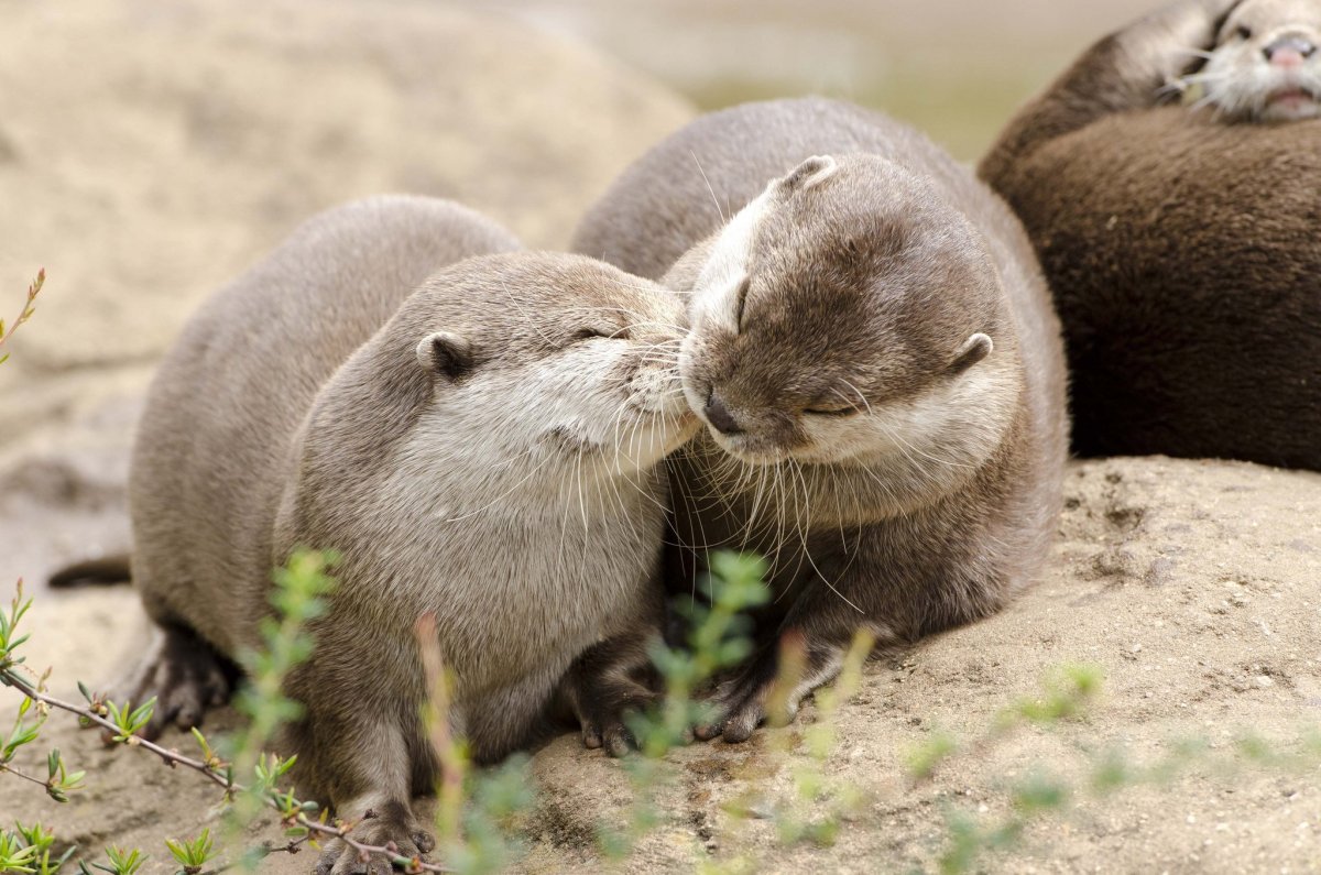 Канадская выдра