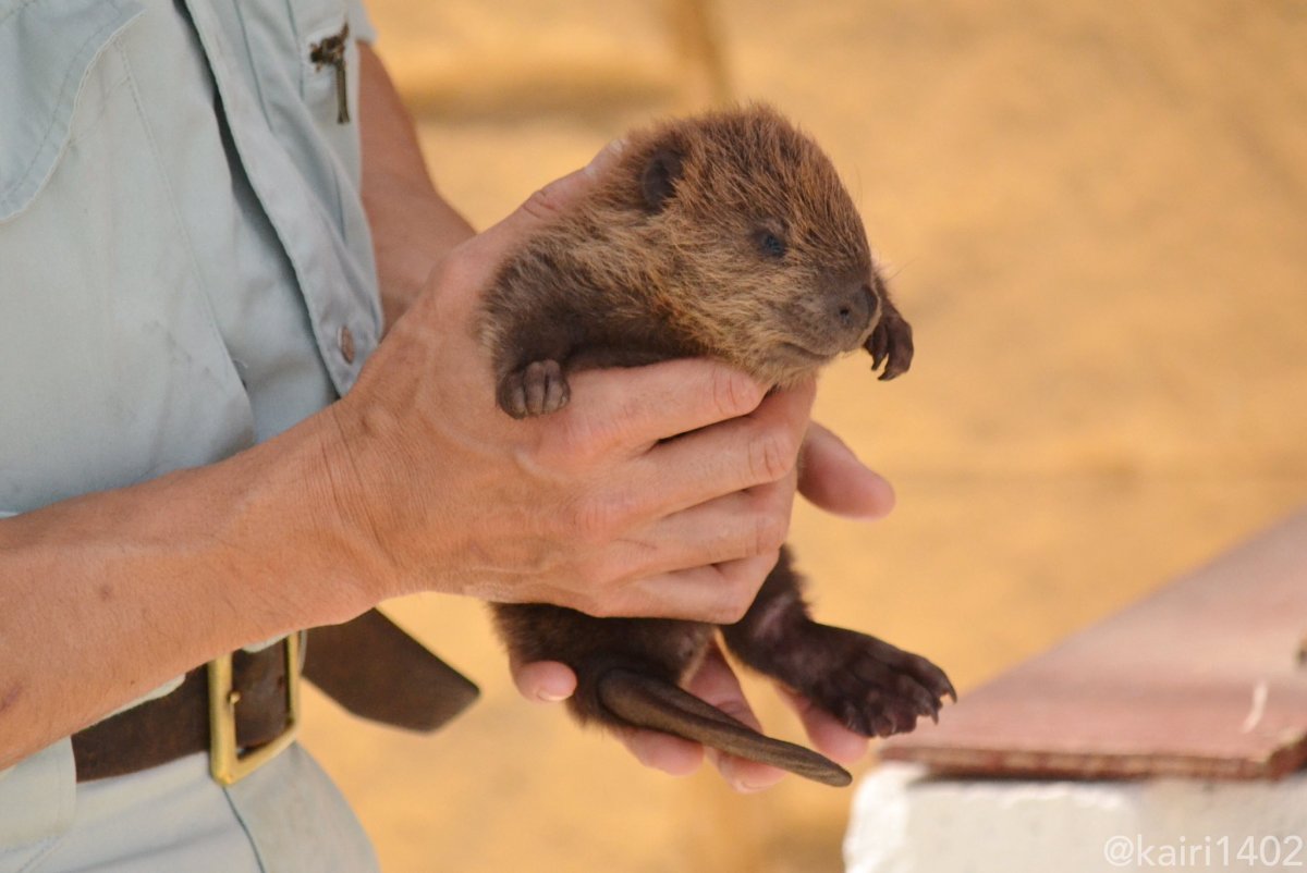 Канадский бобер