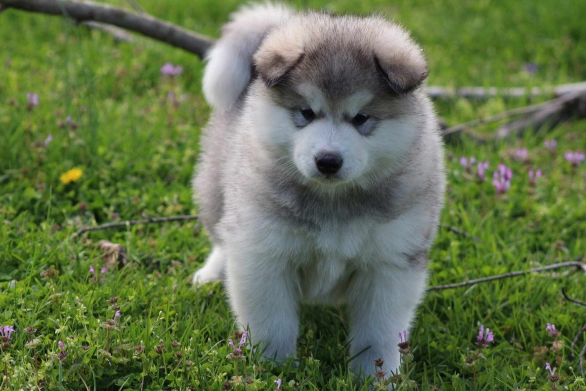 Аляскинский маламут пушистый